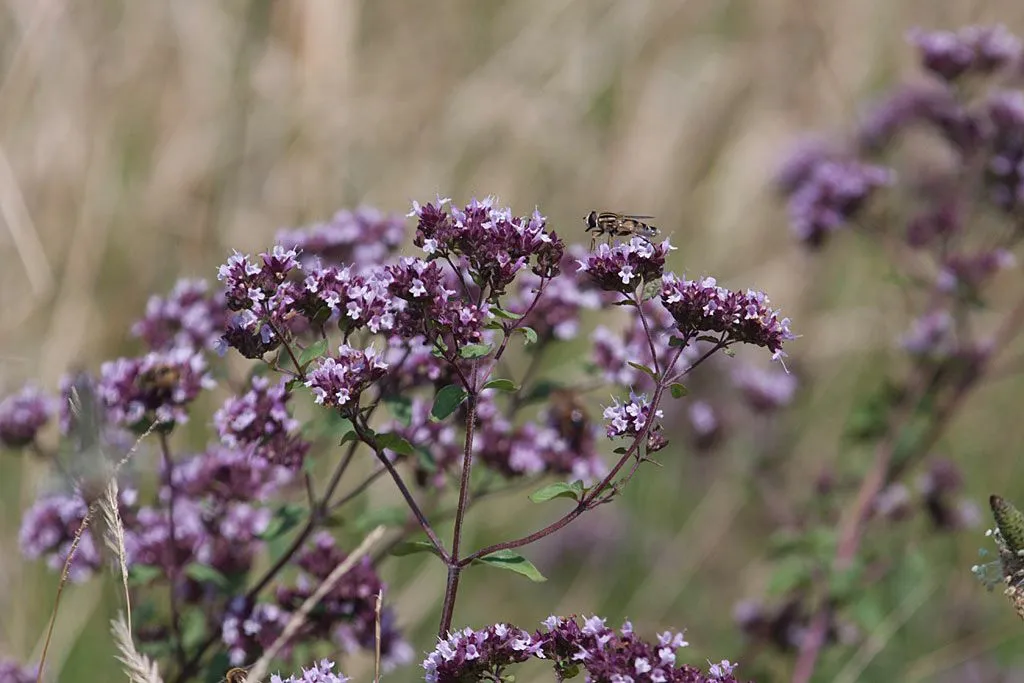 Wilde Marjolein Origanum Vulgare Groencentrum Witmarsum