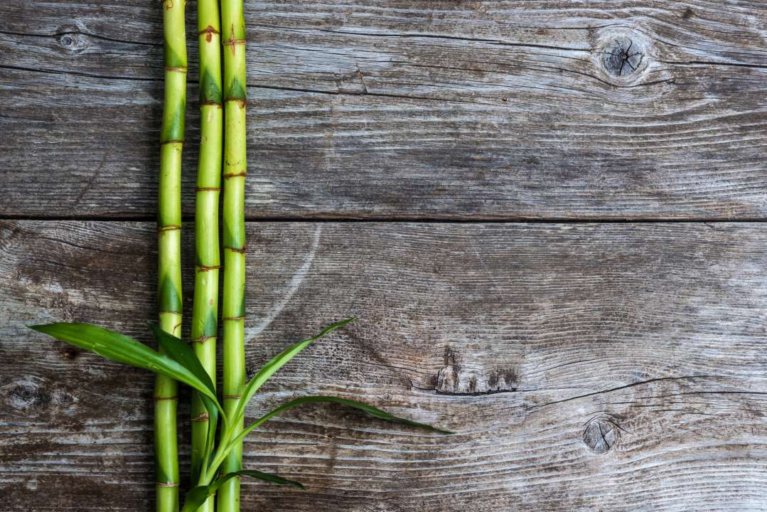 Bamboe kopen planten | Groencentrum Witmarsum - Witmarsum