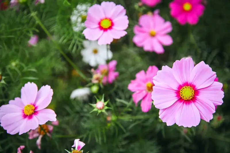 15 tuintips voor de maand mei