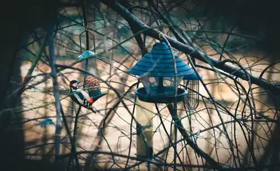 Nu doen: voer de vogels!