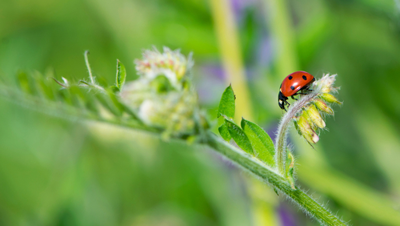 Nuttige beestjes voor een plaag-vrije tuin