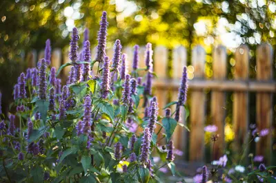 Zon op je bol: planten die tegen droogte kunnen