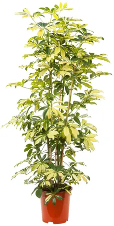 Schefflera arboricola 'Trinette'